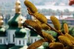 Християни західного обряду відзначають Вербну неділю