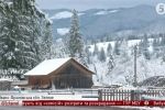 "Чому бідні? Бо жадібні!": Хто і навіщо нищить ліси в Карпатах   