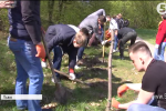 У Львові в історичному заповіднику створюють живопліт із грабу