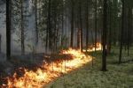 На Херсонщині горить 25 гектарів лісу: що відомо