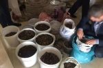 На Рівненщині правоохоронці вилучили бурштину на 2 млн грн