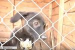 "Дім Сірка" не витримує: Волонтери просять допомоги для єдиного в Івано-Франківську притулку для тварин