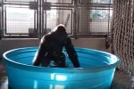 "Дикі танці у воді": Горила влаштувала справжнє шоу у невеликому басейні