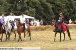 Коні спортивні, тягові, з бричками: На Закарпатті відбувається тематичний фестиваль