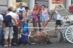 Знепритомнів у спеку: В Одесі поліція відкрила кримінальне провадження за жорстоке поводження з конем