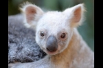 В Австралії показали маля коали з рідкісним "сріблястим геном" &ndash; відео