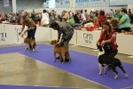 Мастиф, бігль, коллі: як у Києві проходить EuroDog Show-2017 – фото, відео