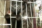 У Києві відбувся 15-й "Котоярмарок"