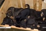 Турботи та "високе": захисники Бутівки дбають про безхвостих котів та читають вірші