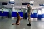 "Службовий пустун": як у "Борисполі" тренується пес Пако – відео