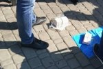 "Вирішив" земельне питання: екс-посадовця піймали на хабарі
