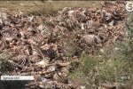 Гори кісток та жахливий сморід: на Одещині виявили "кладовище" решток тварин