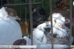Пташине царство: На міжнародний фестиваль у Кременчуці злетілися голуби та рідкісні птахи