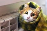 Погода на передноворічних вихідних різко зміниться – синоптик