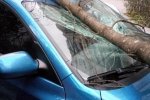 Повалені дерева, зірвані дахи та виламані огорожі: в Україні лютувала нічна буря – фотозвіт