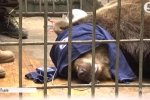 "15 років полону": у Львові з ресторану нарешті забрали ведмедицю Машу