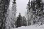 У Карпатах четверту добу шукають зниклого туриста 