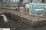 Зефірка та Нануку принесли Україні перше за 50 років біле ведмежа