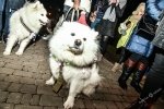 Пухнаста хода: середмістям Одеси пройшов парад собак-самоїдів – фоторепортаж