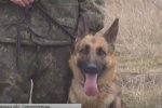"З нуля": Як поліцейські відроджують кінологічний центр у Сєвєродонецьку