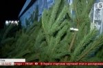 Іноді ялинка – вже подарунок: чому київські волонтери везуть полишені хвойні до Межигір'я