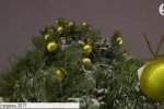Новорічна утилізація: в Києві відкриють 10 пунктів збору ялинок – мапа