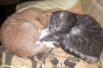 "Особливі" котики Блінчік і Дастік шукають родину