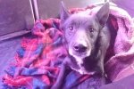 Життєлюбний особливий пес Юк дуже сподівається знайти собі родину