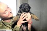 Поліцейські Київщини подарували столичним колегам незвичайних цуценят – ФОТО