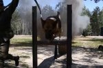 "Єдність двох сил": НГУ показали видовищне відео з тренувань "військових" псів