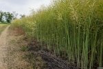 Крим без води: оприлюднено масштаби катастрофи