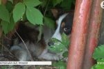 Самосуд над твариною: на Черкащині чоловік підстрелив сусідського пса