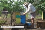 Бджоли-переселенці: як пасічникам на Донбасі допомагають відродити бджільництво &ndash; сюжет