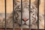 Замість кота – тигри, леви та багіра: чим вражає "домашній зоопарк" на Запоріжжі