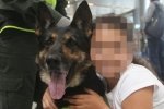 Сафарі на "нюхача": наркоторговці Колумбії встановила ціну в $70 тисяч за голову собаки, що "накрила" 10 тонн кокаїну