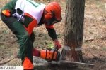 Справна бензопила і висока майстерність: як на Волині обирали найкращого лісоруба