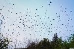 Хімічні викиди в окупованому Криму: в Армянську зникли всі птахи – ЗМІ