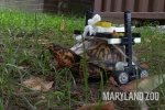 У США травмовану черепашку врятував конструктор LEGO – відео