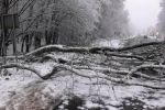 Негода на Закарпатті: внаслідок падіння дерев знеструмлено 35 сіл