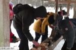 Морква, хліб та хороший настрій: в лісах Волині облаштували годівельні майданчики для зубрів, кабанів й косуль