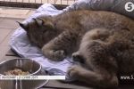 Травмовану рись, яка розгулювала вулицями Житомира, доправили в зоопарк Рівного: як тварина нині почувається
