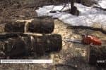 "Чорні лісоруби": хто і як вирубує маріупольські дерева