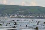 На протяжении тысячелетий был похоронен под песком и водой: в Уэльсе нашли доисторический лес – фото
