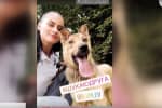 "Шукаю друга": у притулку для тварин на Львівщині спортсмени влаштували акцію 