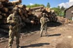 СБУ на Зарпатті викрила схему розкрадання лісу – відео