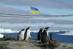 На українській станції в Антарктиді вперше проведуть марш за захист тварин