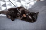 Котик-вуглик шукає нових "батьків" для спільного муркотливого життя
