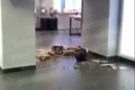 В столичному ТРЦ "Глобус" впала стеля – відео