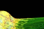Науковці вперше змогли створити 3D-модель нервової системи – подробиці