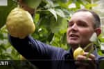 Мандарини, папая та пітахая: як на Буковині садівник вирощує більш як 200 видів заморських рослин – сюжет